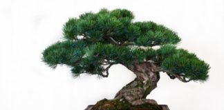 Bonsai 46 0 Bonsai 2